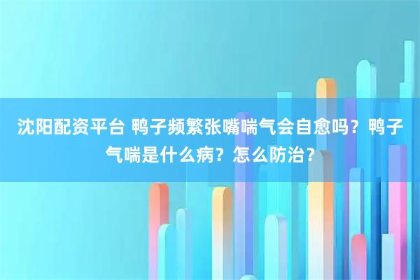 沈阳配资平台 鸭子频繁张嘴喘气会自愈吗？鸭子气喘是什么病？怎么防治？